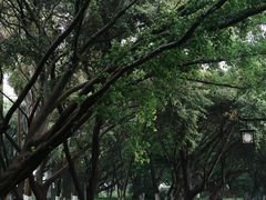 -江心屿景区