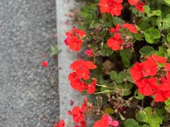 -成都市第一人民医院(南区)