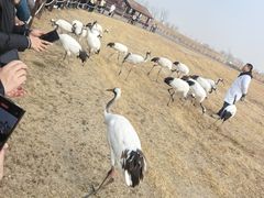 -盐城丹顶鹤湿地生态旅游区