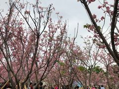 -天适樱花悠乐园