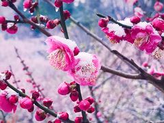 -梅花山(明孝陵内)