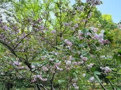 -上海佘山国家森林公园天马山园