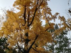 -沙河三洞古桥公园