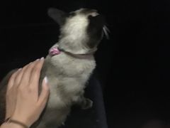 -吱咖啡西式简餐
