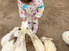 -前小桔亲子创意农场·草莓采摘·露营烧烤