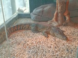 -未来动物城主题公园(正弘城店)