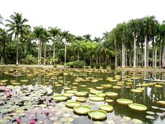 -中国科学院西双版纳热带植物园
