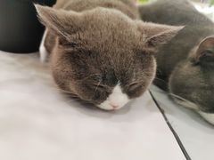 -COLOR PETS 撸猫馆·购猫·猫咖(长风大悦城店)