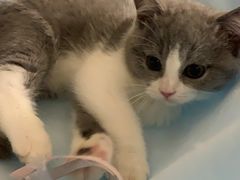 -袖虎·猫馆(体育西路店)