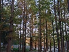 -白水寺森林公园