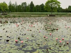 -宁波杭州湾国家湿地公园