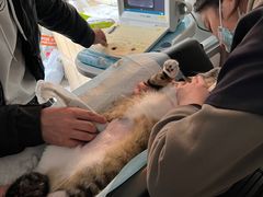 -关爱动物医院·心脏·中兽医·异宠(金牛路分院)