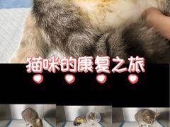 -科道动物医院·急重症中心(万达院)