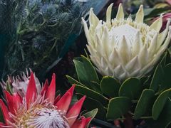 -循礼门鲜花花市(武汉循礼门店)