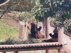 -中国大熊猫保护研究中心雅安碧峰峡基地