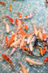 -酷嗒动物文化乐园(cutezoo西溪乐天城店)