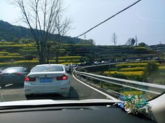 -桑洲油菜花景区