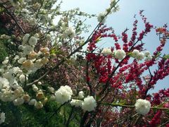 android_upload_pic-南汇桃花村