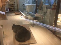 -momokira米努特·德文卷毛猫·棉花面纱犬