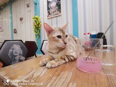 -猫小院猫主题咖啡厅(北锣店)