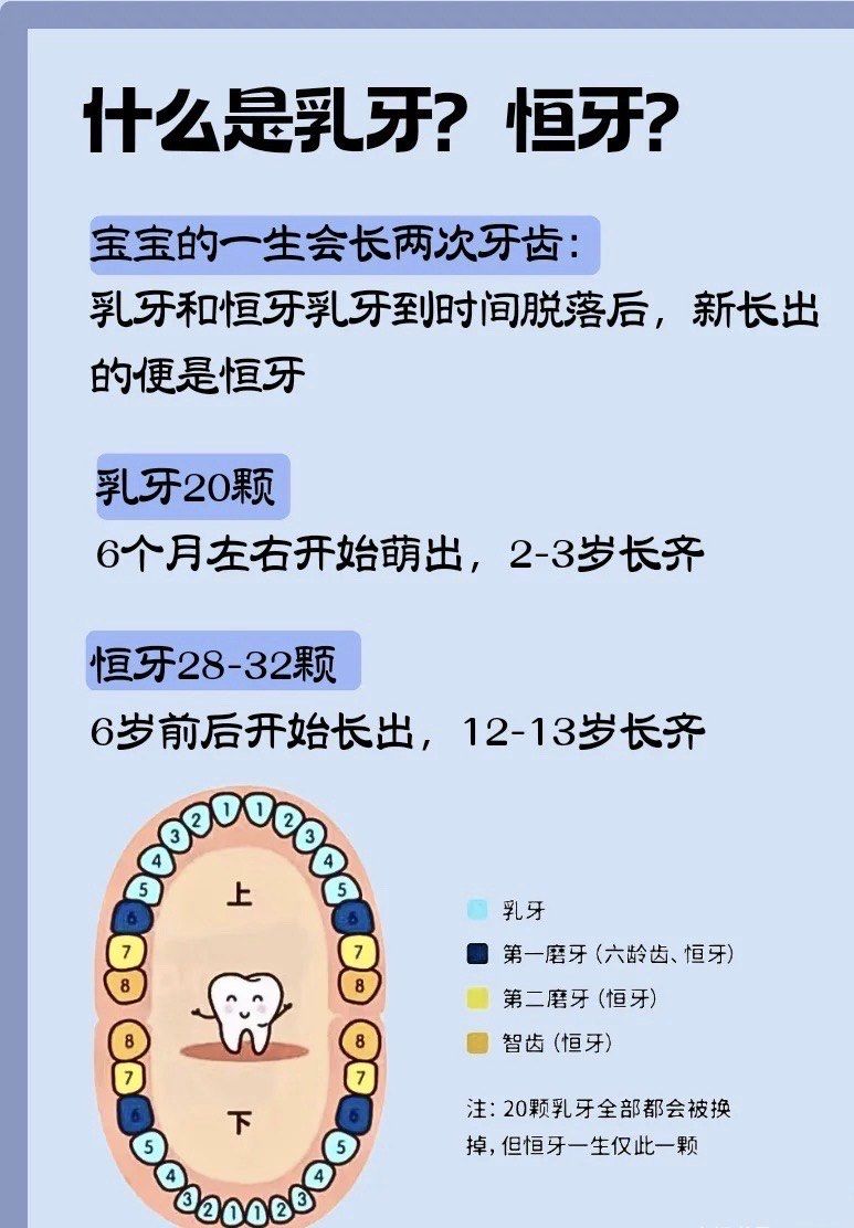 什么是乳牙?什么是恒牙?