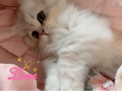 -momokira米努特·德文卷毛猫·棉花面纱犬