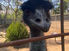 -费瑟代尔野生动物园