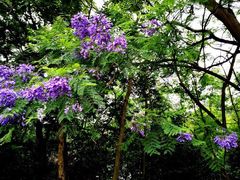 -广西壮族自治区药用植物园