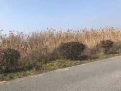 点击看大图 -水八仙生态园