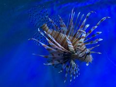 -太平洋海底世界