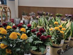 -鹿岛会员店 (龙湖三千集天街店)