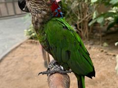 -南宫五洲植物乐园