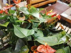 露天位-丽江庭院之爱在路上(西单店)