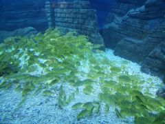 -烟台海昌鲸鲨海洋公园