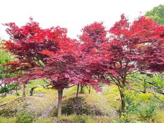 -南汇桃花村