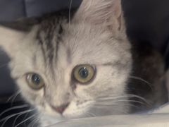 -瑞派福兴宠物医院犬猫全科·骨科·中西医结合(河东店)