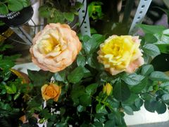 -桂林市花鸟市场