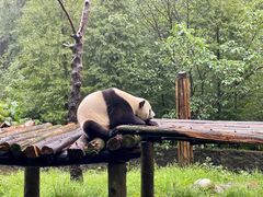 -都江堰中华大熊猫苑