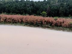 -平安桥张氏肥肠粉