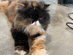 -瞄一喵猫咖(格力海岸店)