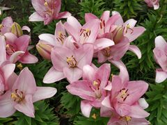 -长春公园(普阳街道)