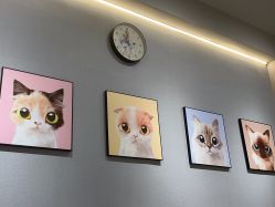 -洗脸猫·洗脸吧