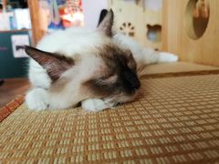 -喵屿·大理花园猫咖