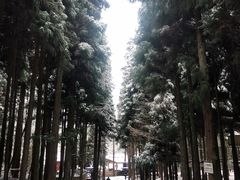 -武陵山森林公园