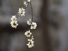 -桃花堤公园