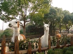 -上海野生动物园