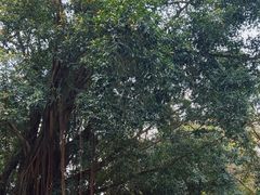 -广州市白云山风景名胜区