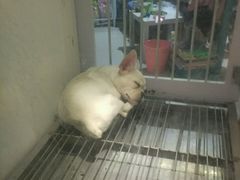 -1013 PET SHOP 宠物商店(近铁城市广场店)