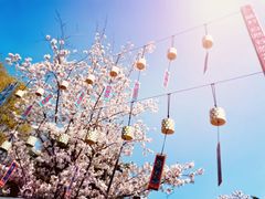 -顾村公园