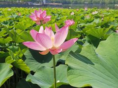 -莲花池公园